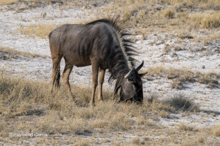 Namibia (19)