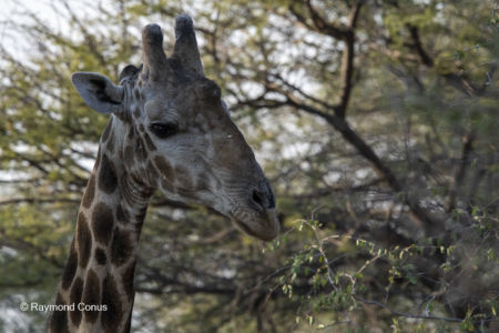 Namibia (1)