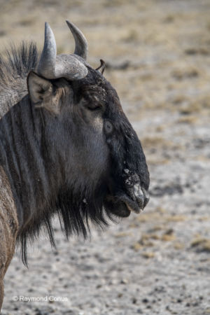 Namibia (20)