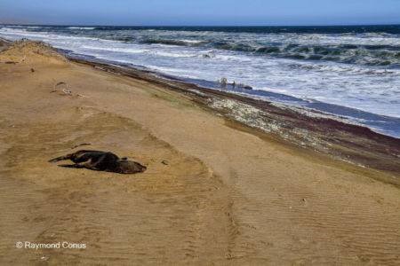 Namibia (282)