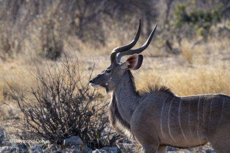 Namibia (30)