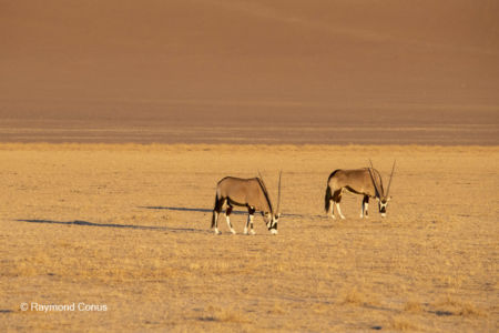 Namibia (316)