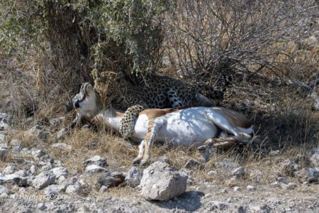 Namibia (32)