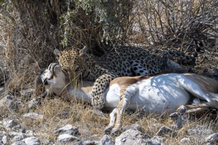 Namibia (33)