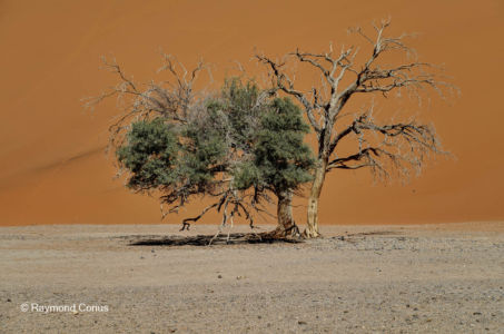 Namibia (342)