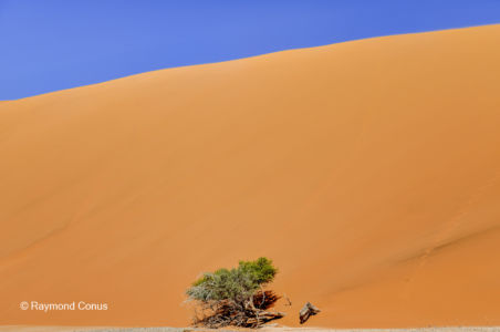 Namibia (343)