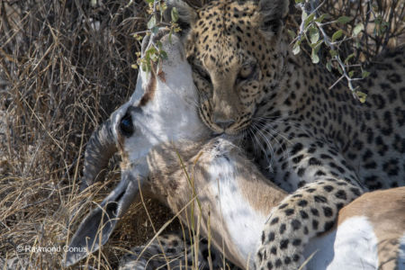 Namibia (34)