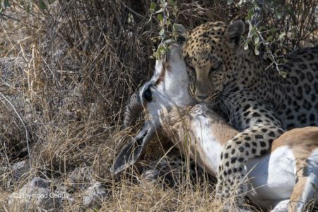 Namibia (35)