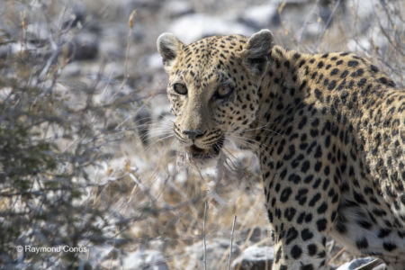 Namibia (37)