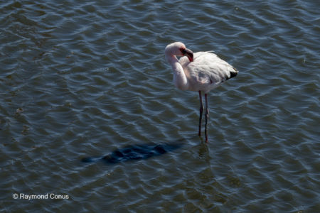 Namibia (384)