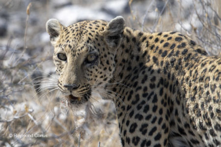 Namibia (38)