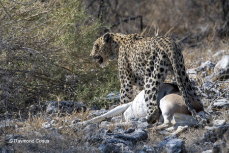 Namibia (39)