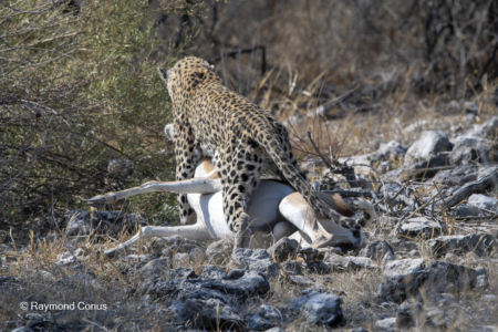 Namibia (40)