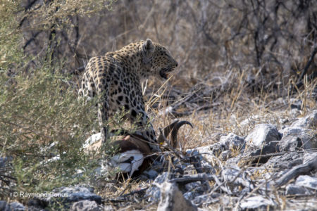 Namibia (41)