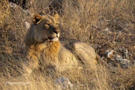 Namibia (43)