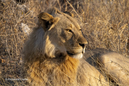 Namibia (45)