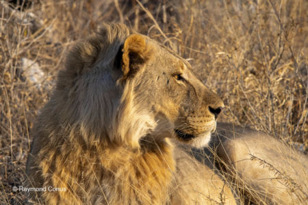 Namibia (46)