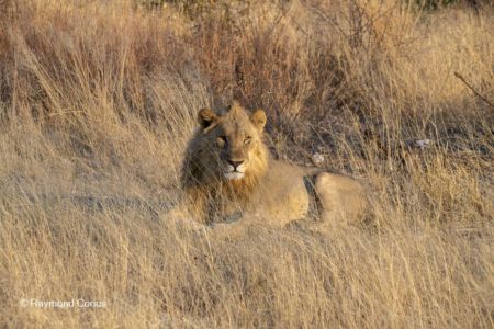 Namibia (47)