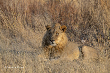 Namibia (48)