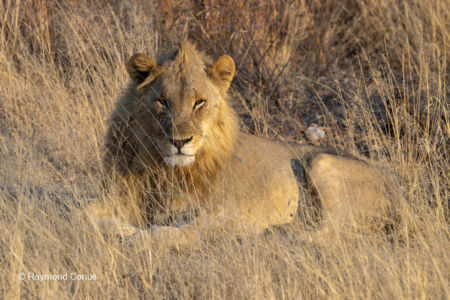 Namibia (49)