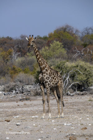 Namibia (4)