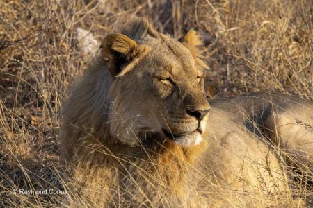 Namibia (50)
