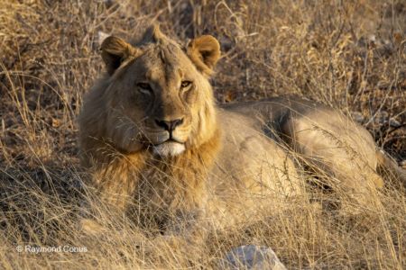 Namibia (51)