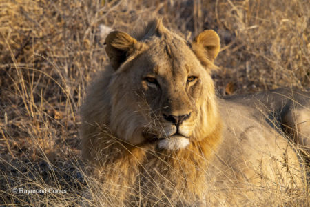 Namibia (52)