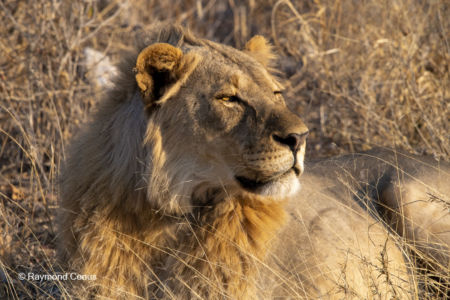 Namibia (53)