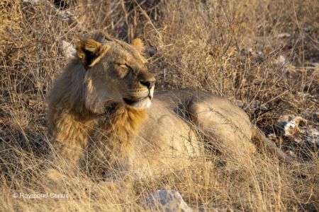 Namibia (54)