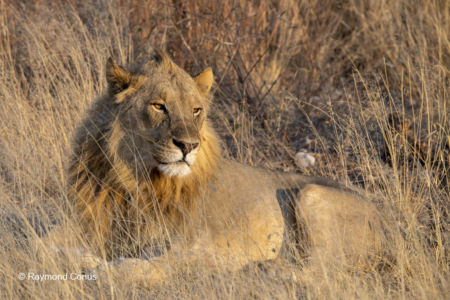Namibia (55)