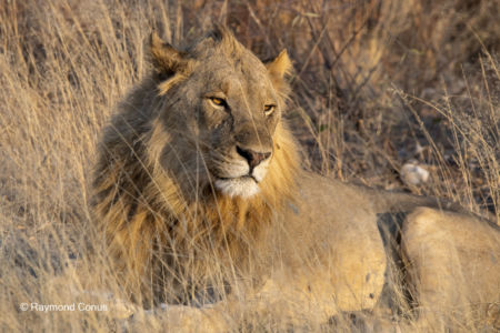 Namibia (56)