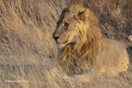 Namibia (57)