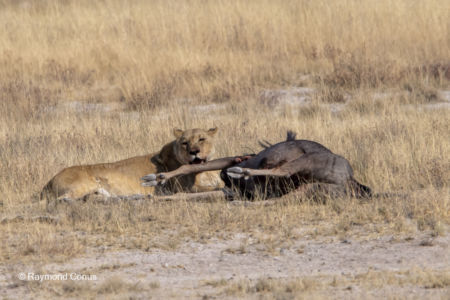 Namibia (58)