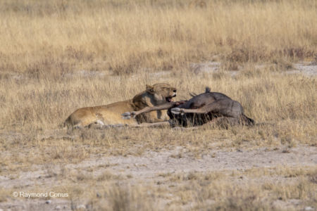 Namibia (59)