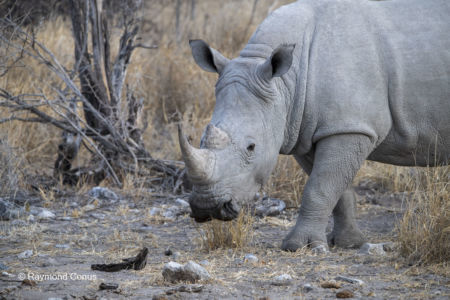 Namibia (60)