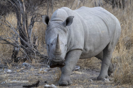 Namibia (61)