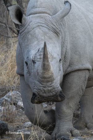 Namibia (64)