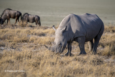 Namibia (66)
