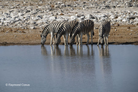 Namibia (83)