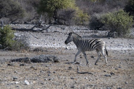 Namibia (84)