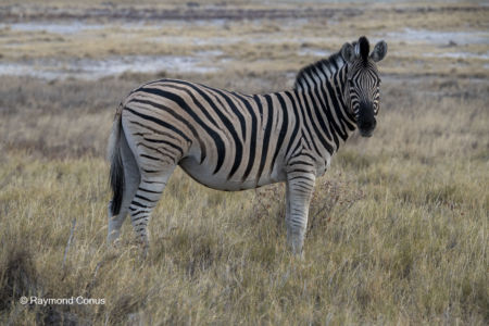 Namibia (85)