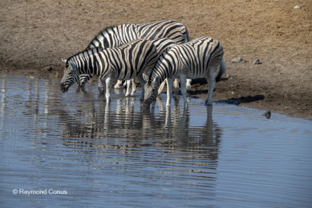 Namibia (86)