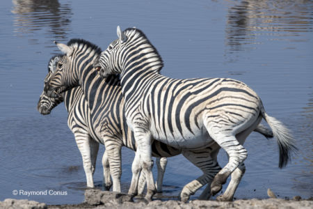 Namibia (88)