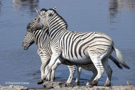 Namibia (89)
