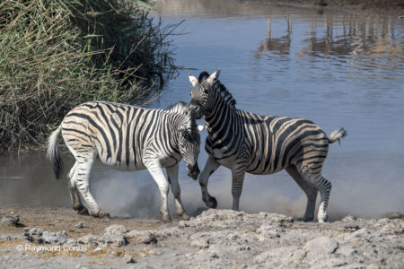 Namibia (91)