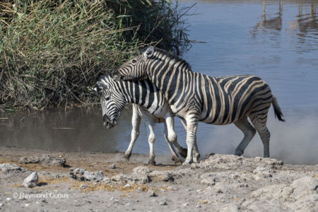 Namibia (94)