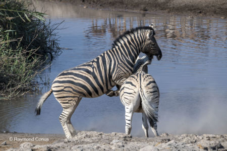 Namibia (99)