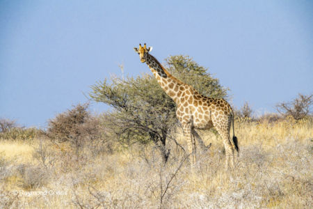 Namibia (9)