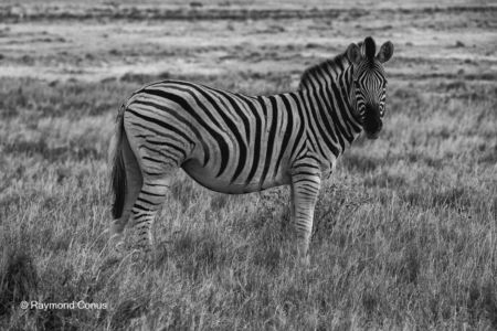 Namibian wildlife (10)